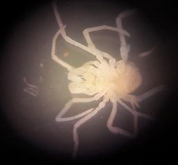 Réf. 197 952 : Scotolemon doriae